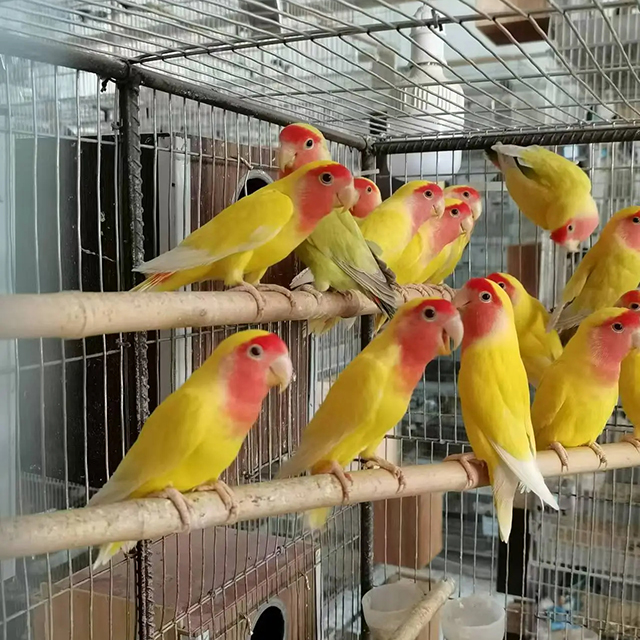 鸚鵡養(yǎng)殖展示